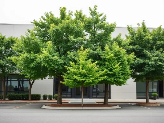Commercial Property Tree Services